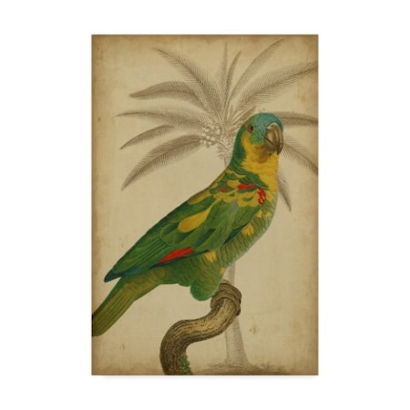 Vision Studio 'Parrot And Palm Ii' Canvas Art,22x32